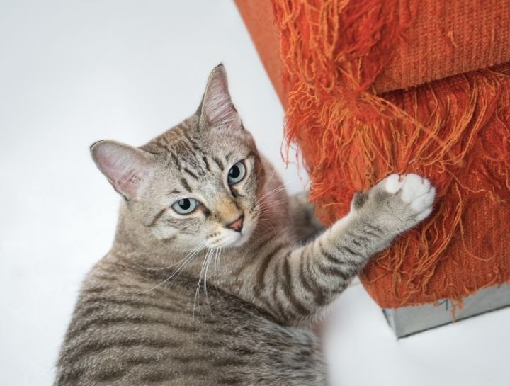 Pet Behaviorists in Portland